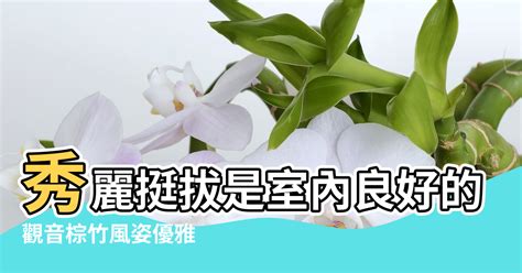 觀音棕竹風水|如何按照風水來擺設棕竹？（特徵、方位、共同擺設的植物）